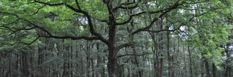 Feng Shui Geomantie Baum